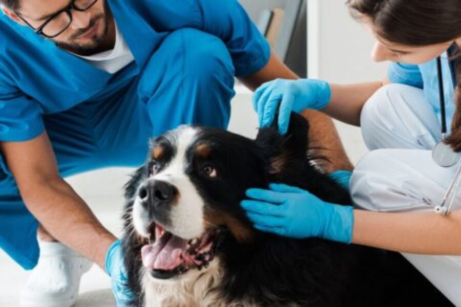 CVMA turns to feds as Veterinarian shortage continues