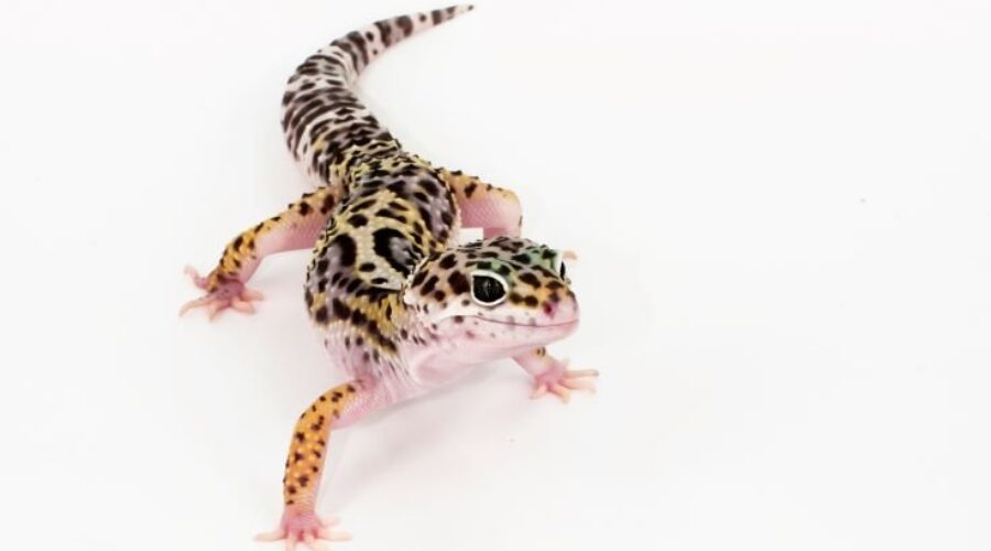 Salmonella outbreak linked to geckos