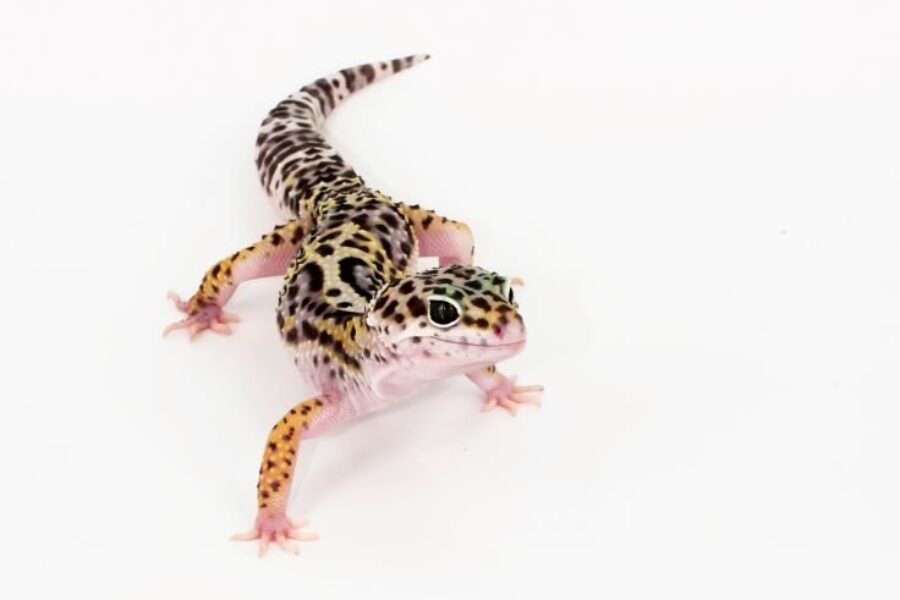Salmonella outbreak linked to geckos