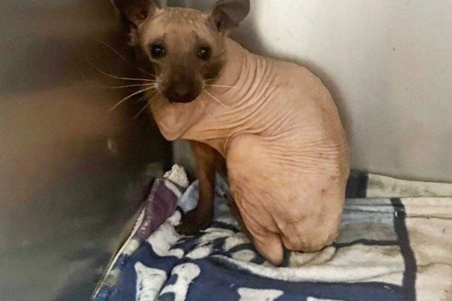 Hope for Wildlife caring for completely bald raccoon