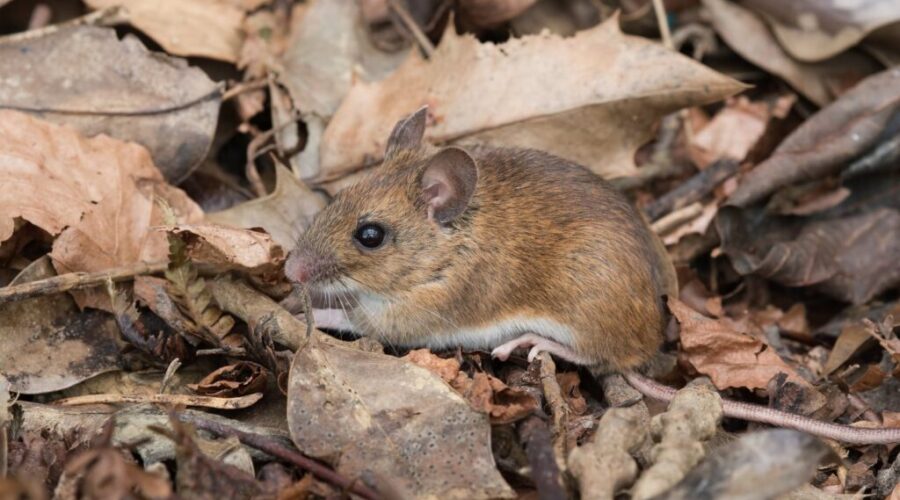 Spring arrives, along with mice and other rodents