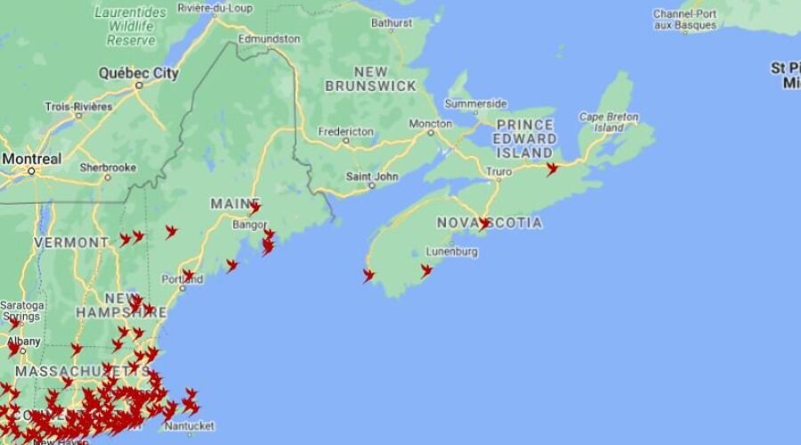 The Hummingbirds have arrived!