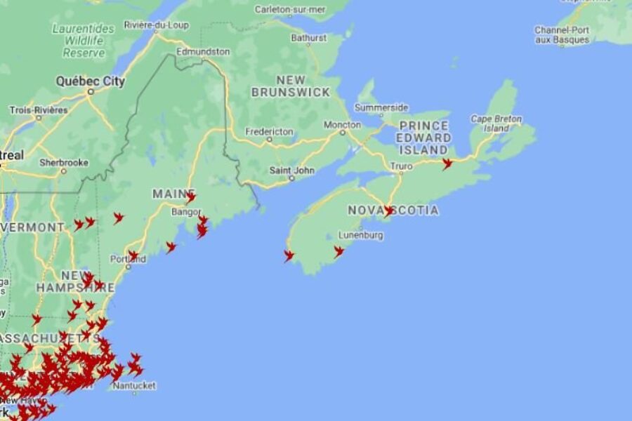 The Hummingbirds have arrived!