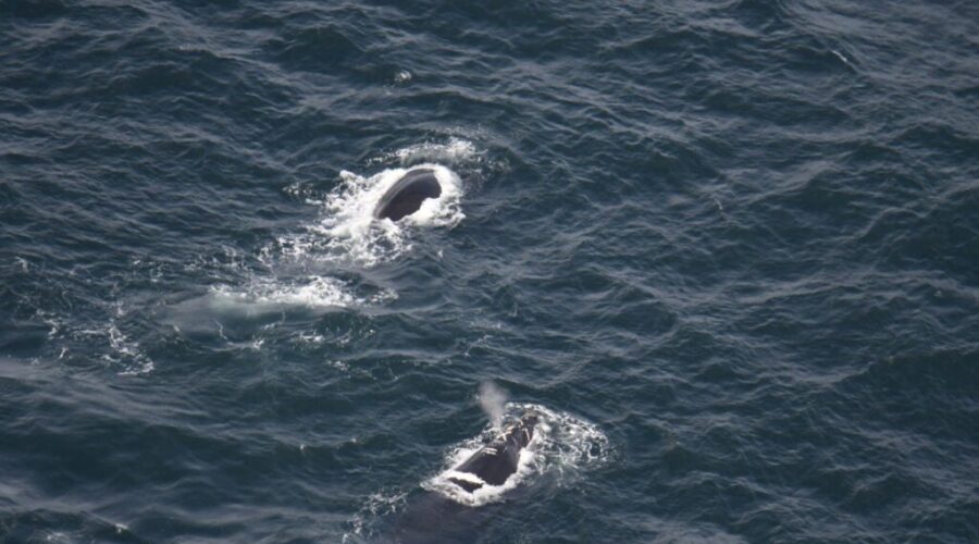 Concerns mount over low birthrate of North Atlantic right whales
