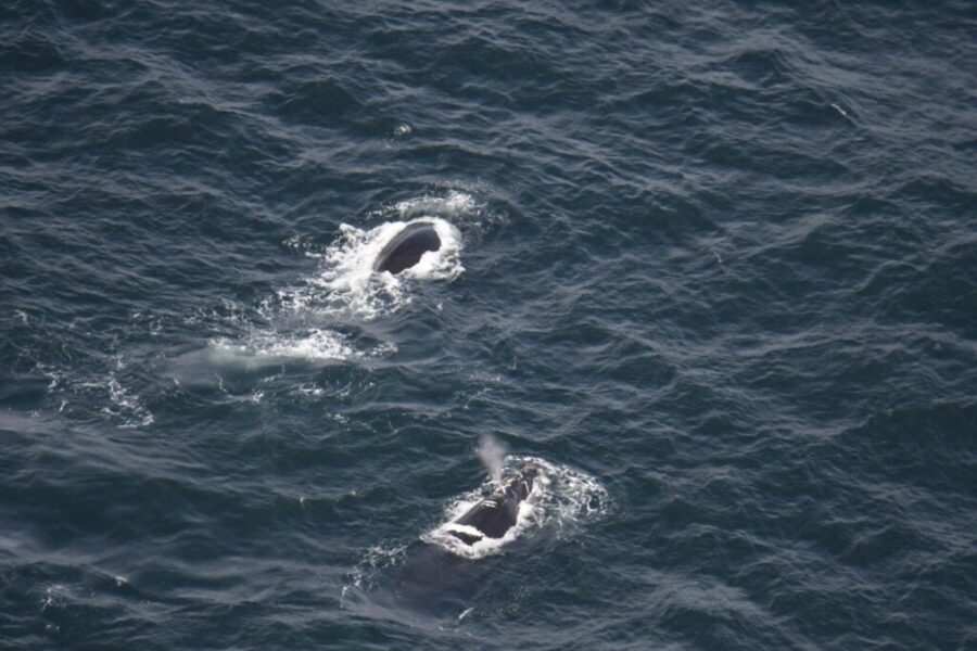 Concerns mount over low birthrate of North Atlantic right whales