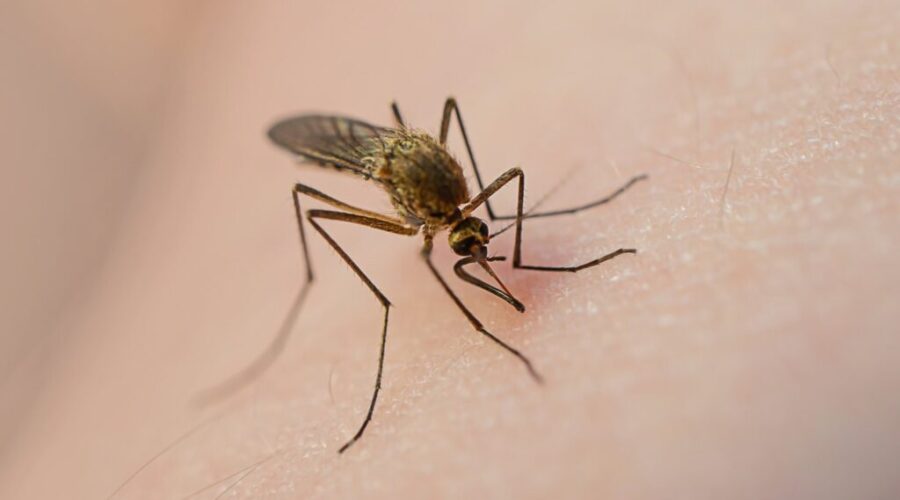 Ways to prepare yourself for mosquito season