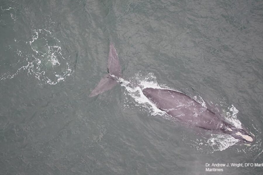 Drone technology to assist aquatic mammals at risk