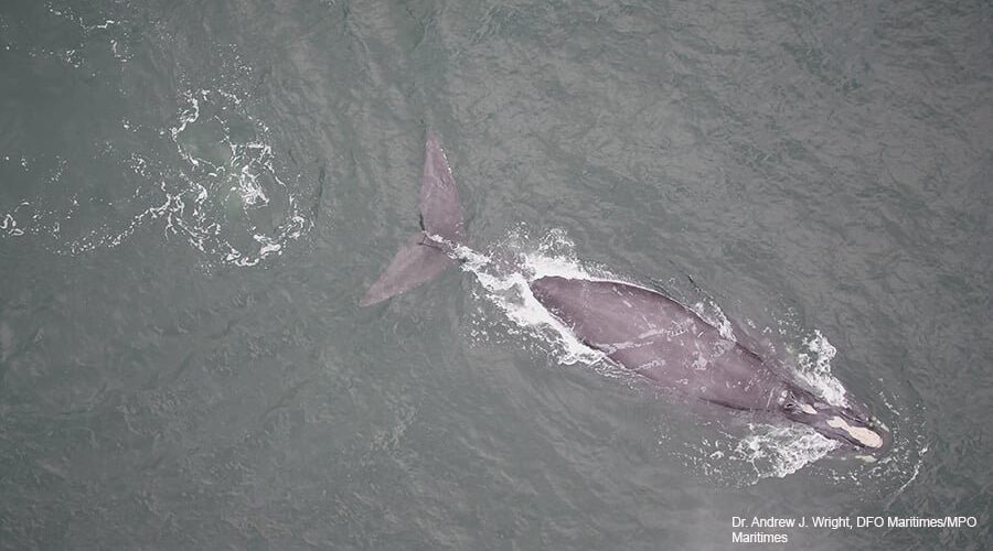 Entangled North Atlantic right whale spotted