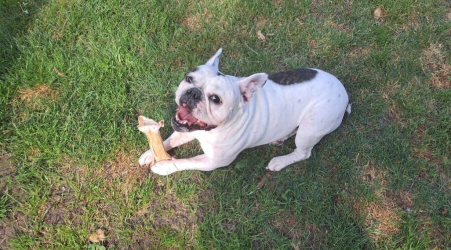 Town of Antigonish reminds about dog park guidelines