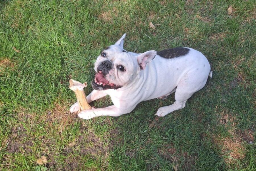 Town of Antigonish reminds about dog park guidelines