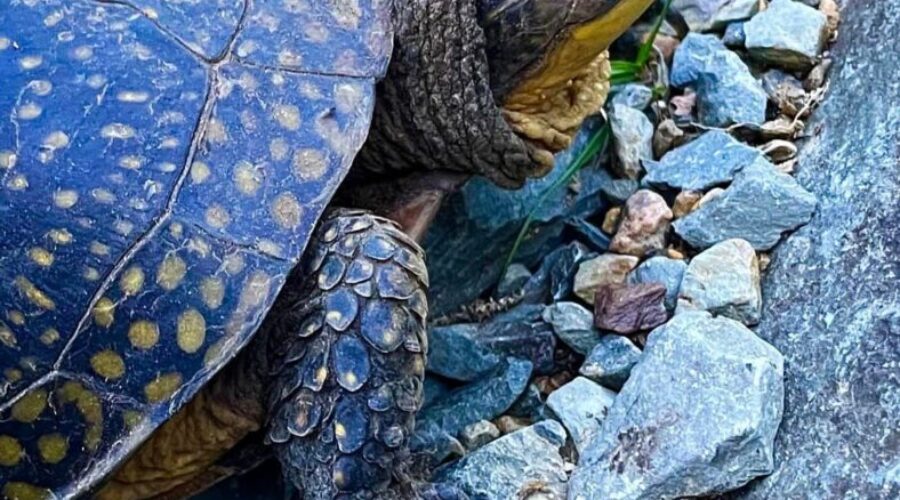 Turtle nesting season has arrived