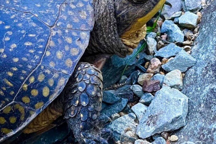 Turtle nesting season has arrived