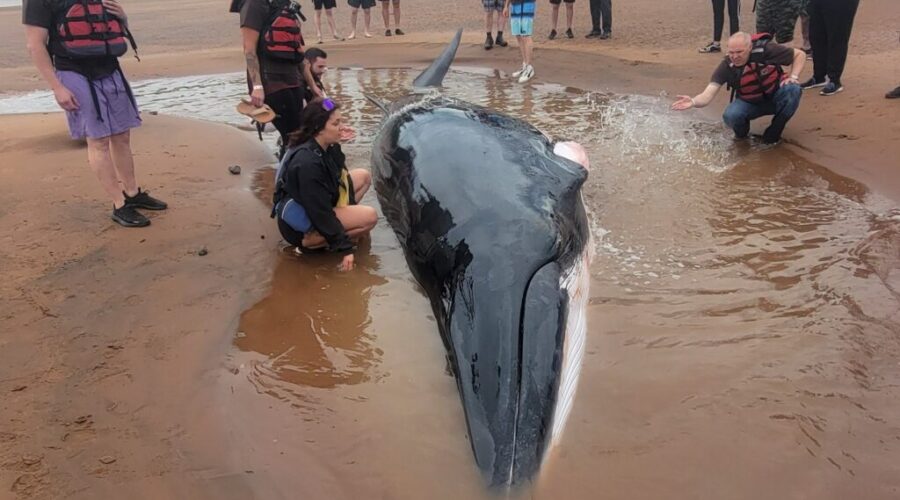 Minke Whale returns to ocean after being beached on Shubenacadie River