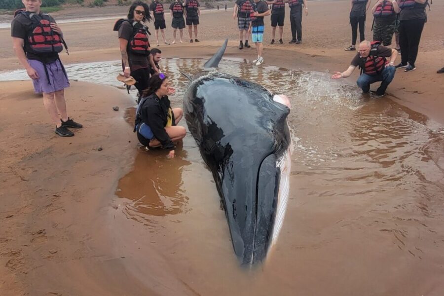 Minke Whale returns to ocean after being beached on Shubenacadie River