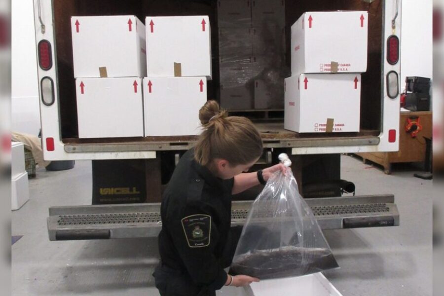 Arrests after elver shipment seized in Dartmouth