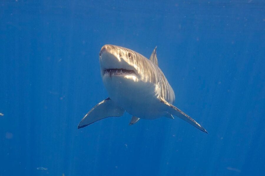 Shark Week documentary to feature N.S. great whites