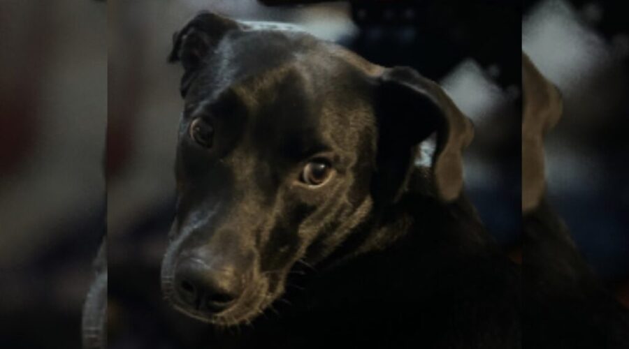 Truckers support changes to U.S. dog rules