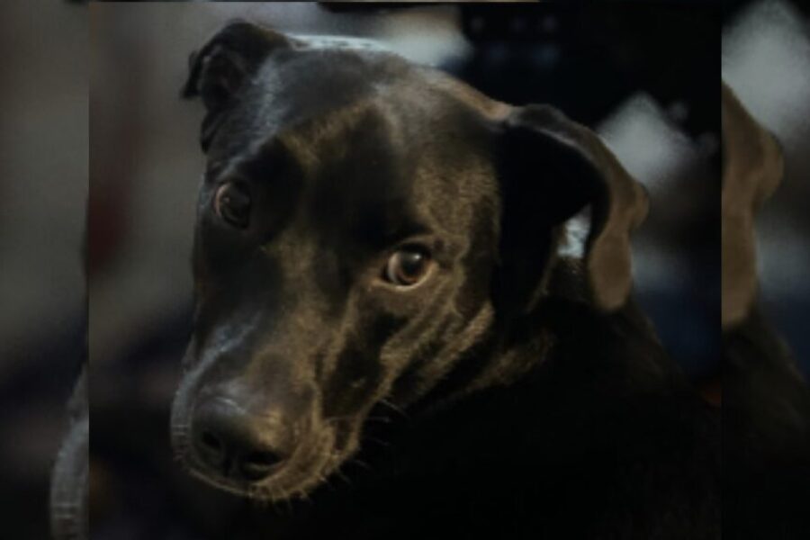 Truckers support changes to U.S. dog rules