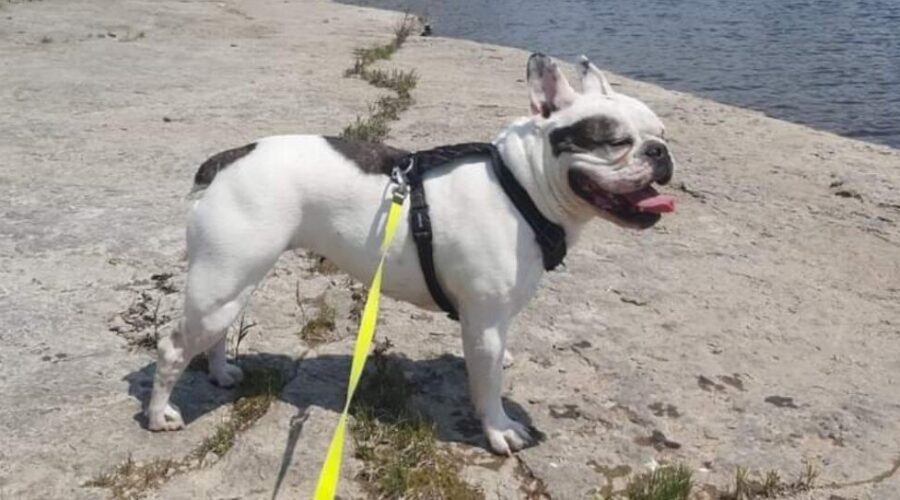 U.S. loosens dog rules due to begin Aug. 1