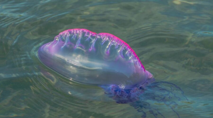 Province warns of Portuguese man o’ war sightings