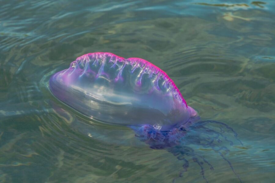 Province warns of Portuguese man o’ war sightings