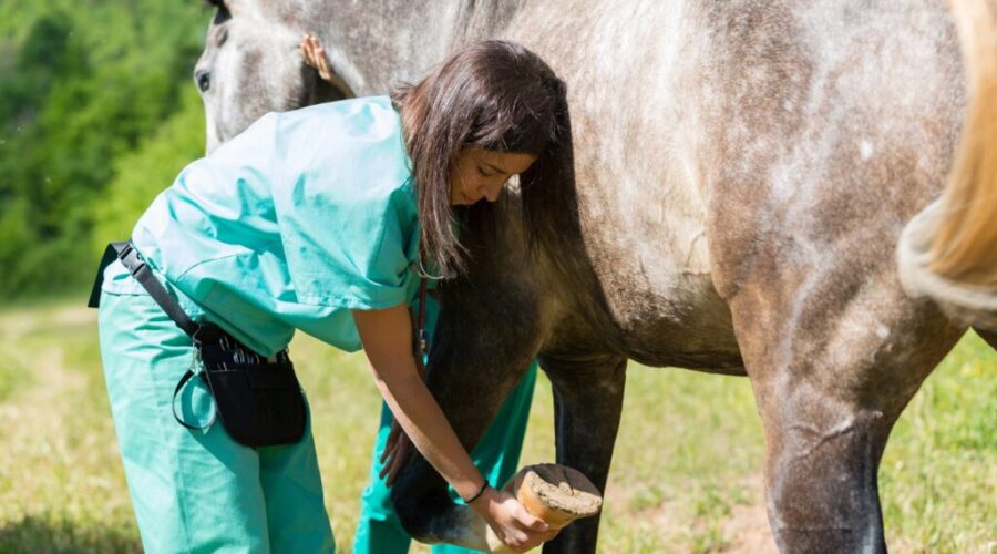 New agreement with N.S. and UPEI will secure 24 veterinarian seats for Nova Scotians