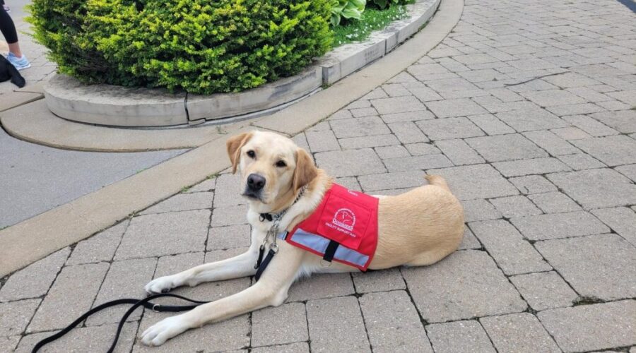Leeside Society in Port Hawkesbury adds a dog to their staff