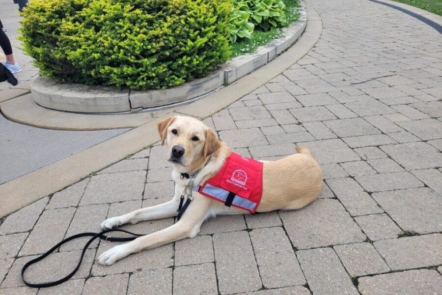 Leeside Society in Port Hawkesbury adds a dog to their staff