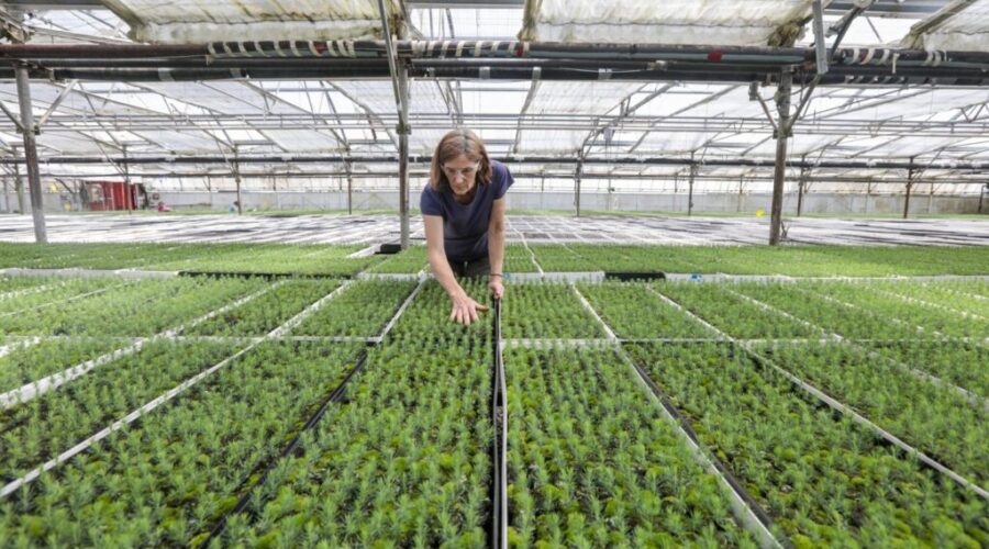 Tree planting to start in N.S. neighbourhoods affected by wildfire