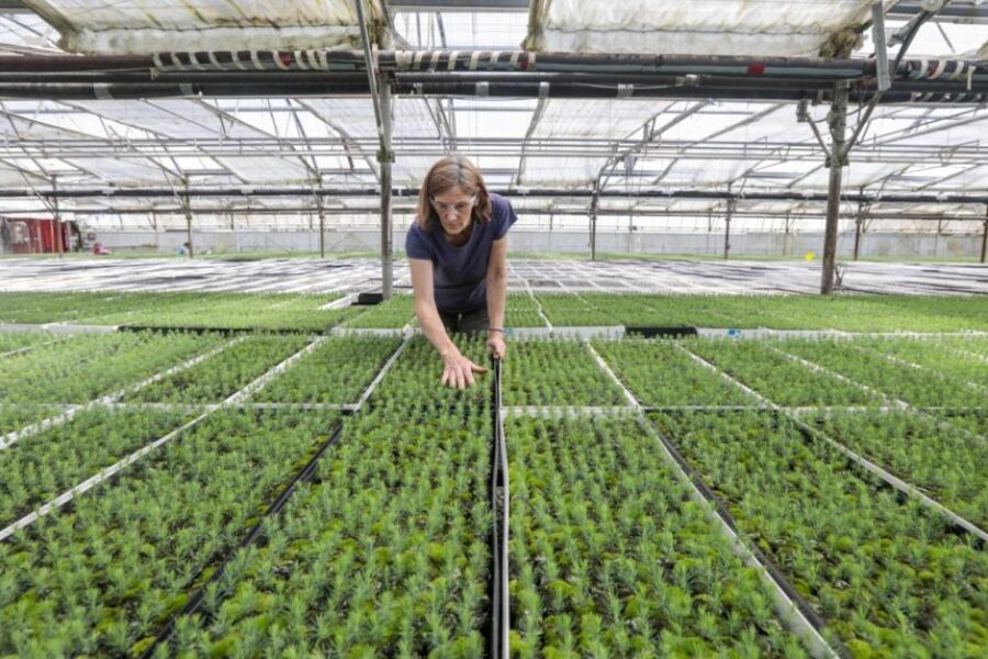 Tree planting to start in N.S. neighbourhoods affected by wildfire