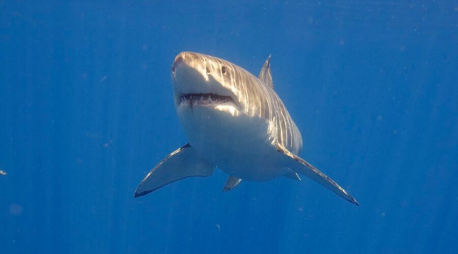 Port Medway locals save shark caught in harbour