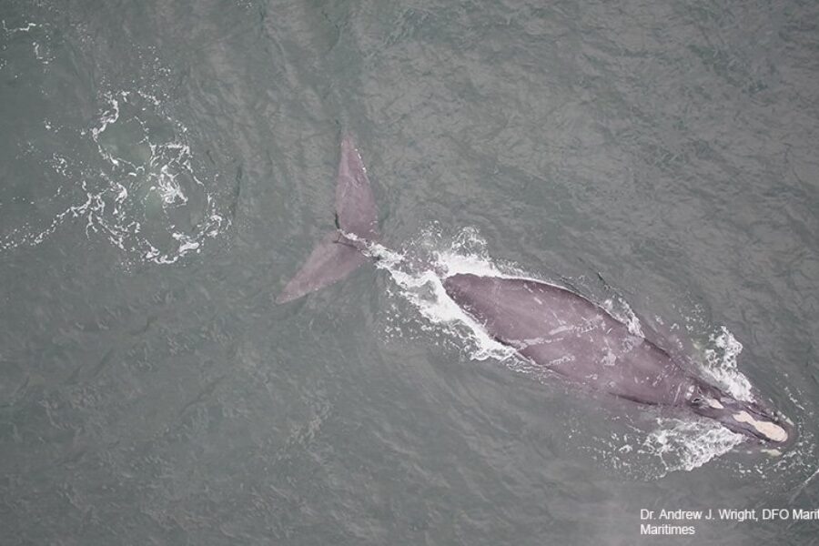 Entangled right whale sighting in Gulf of St. Lawrence