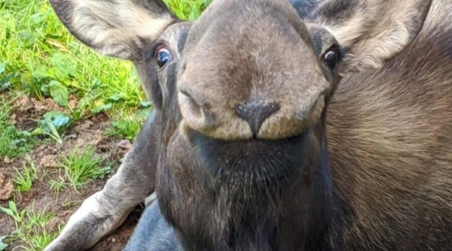 Shubenacadie Wildlife Park’s beloved moose passes away