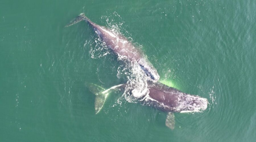 Slight increase in North Atlantic right whale population