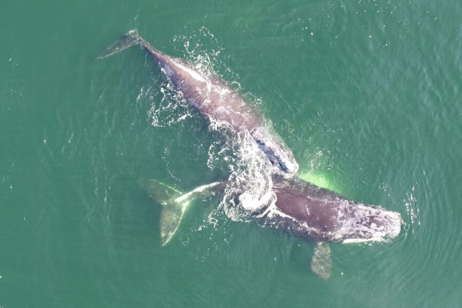 Slight increase in North Atlantic right whale population