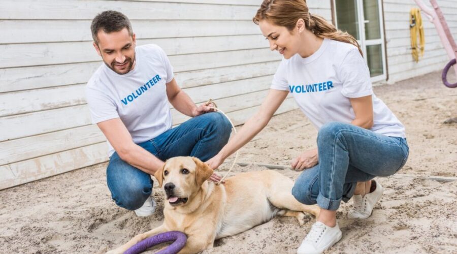 Local dog rescue needs help