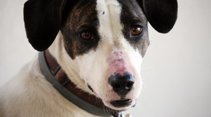 Overwhelmed Antigonish dog shelter pleads for help