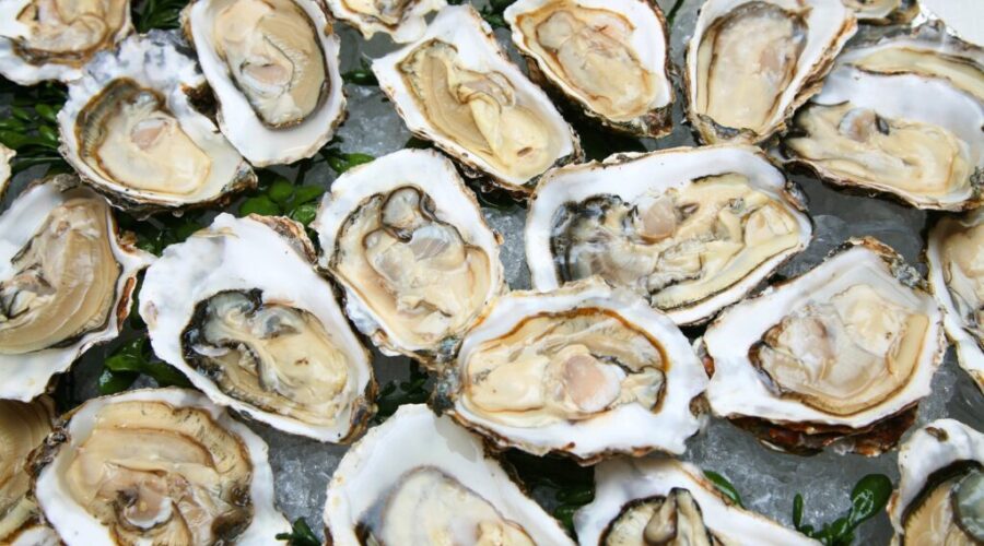 N.S. oysters hit with rare parasite