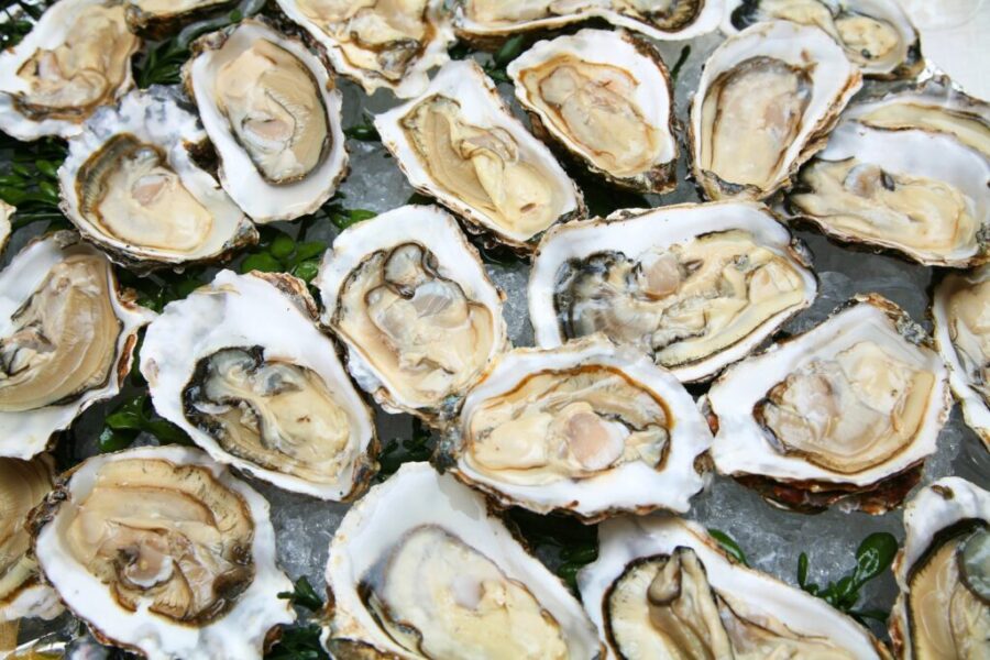 N.S. oysters hit with rare parasite
