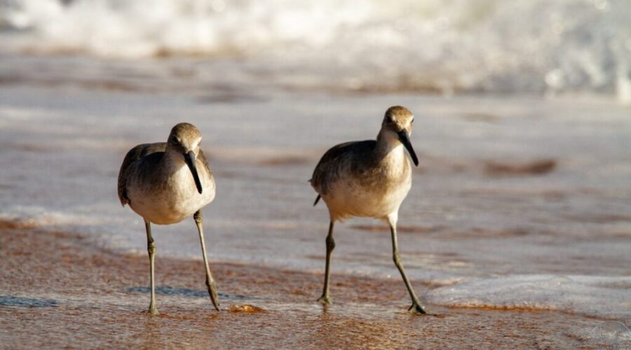 B.C. teen contracts first case of Bird Flu in Canada