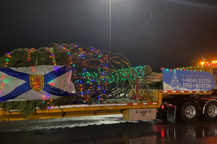 ‘Tree for Boston’ to come from Antigonish County