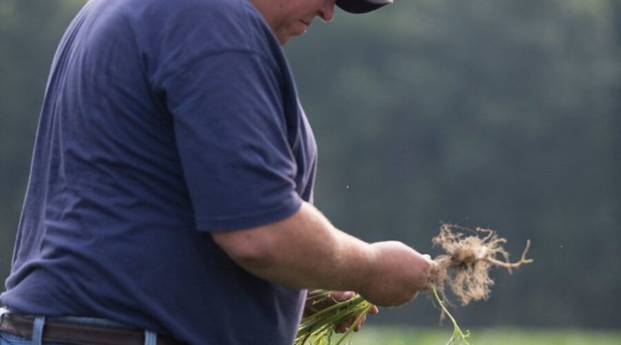 Poll finds climate change a top challenge for farmers in Canada