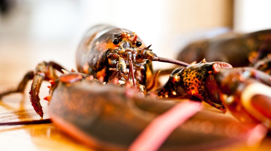 Lobster season off to slow start in southwest N.S.