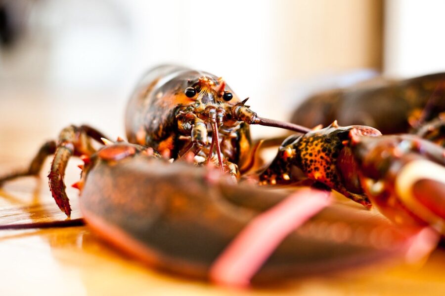 Lobster season off to slow start in southwest N.S.