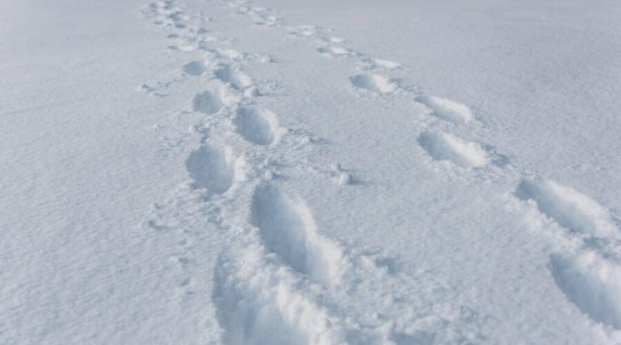 Weather alerts and school cancellations for parts of Cape Breton and eastern N.S.