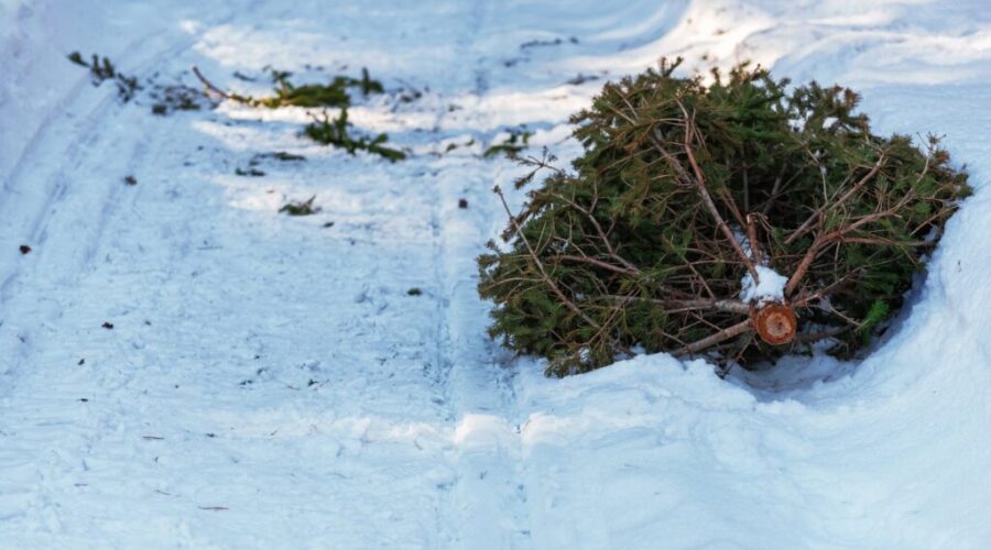 Christmas tree chipping or collection in Port Hawkesbury