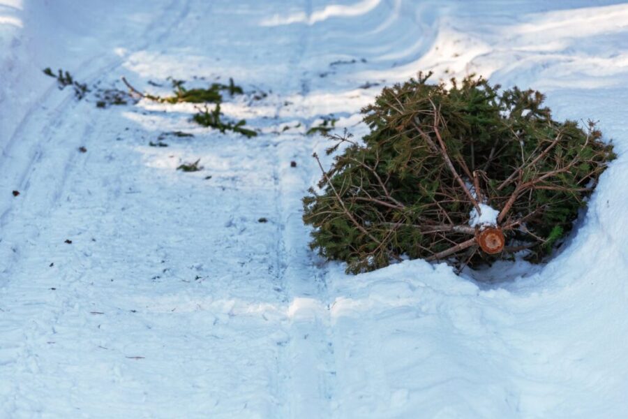 Christmas tree chipping or collection in Port Hawkesbury