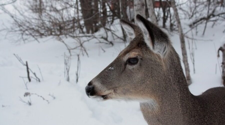 Richmond County hoping to expand deer hunt as population booms