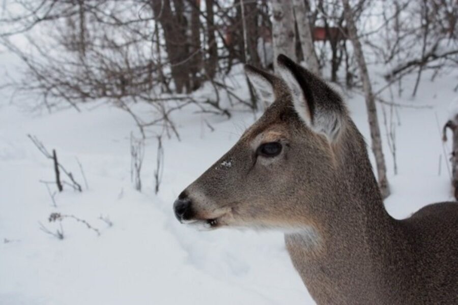 Richmond County hoping to expand deer hunt as population booms