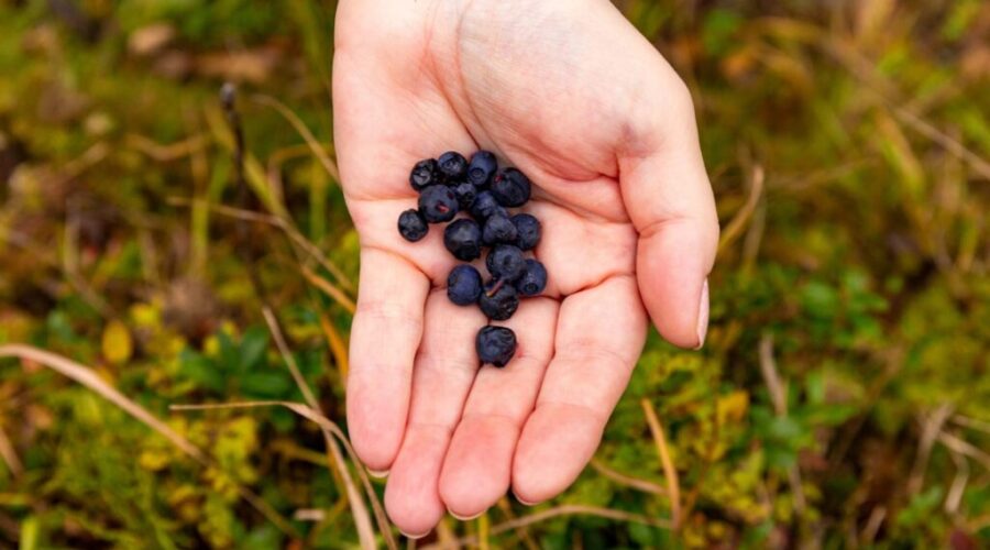 Support for wild blueberry and apple farmers in N.S.